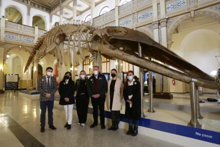 Museo Nacional de Historia Natural presenta la historia evolutiva de los  cetáceos en el Día de los Patrimonios