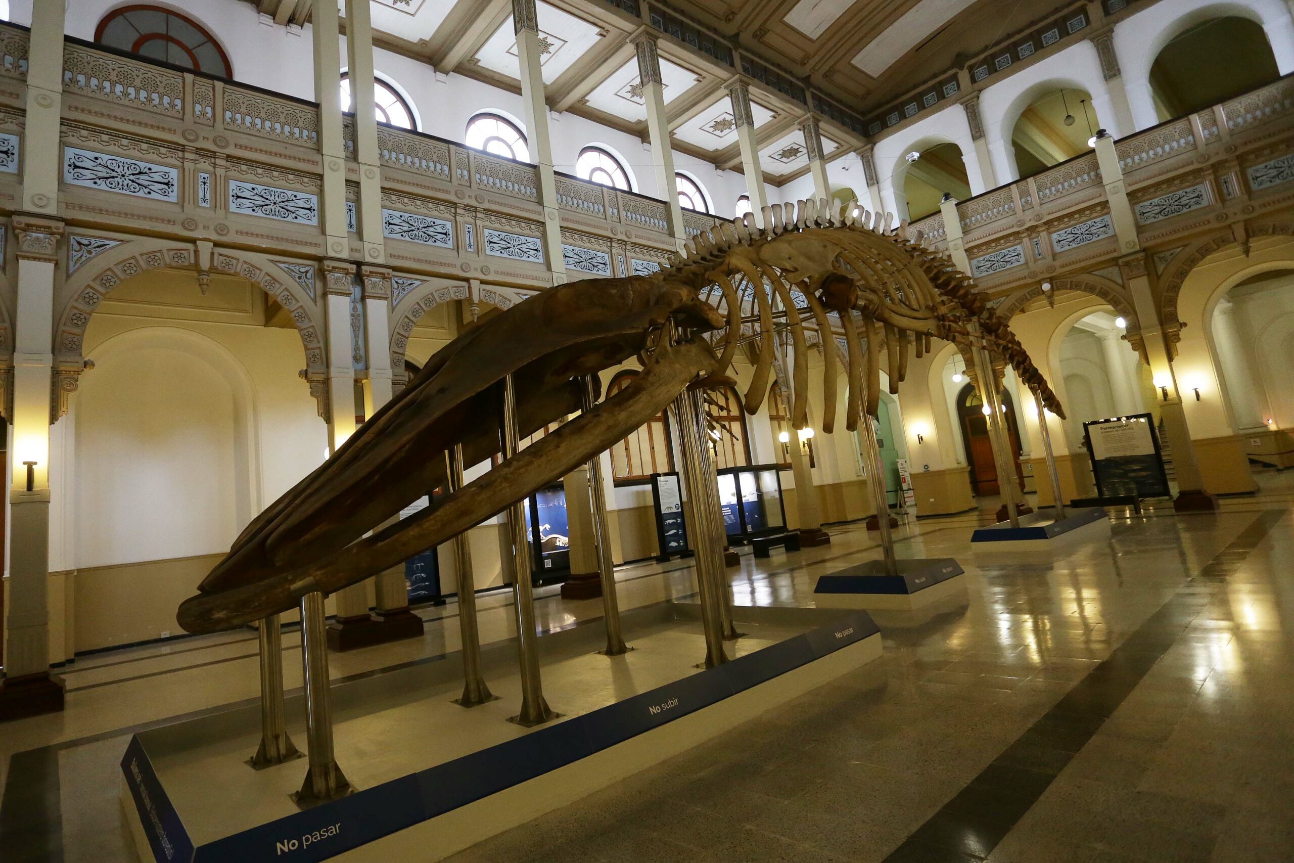 File:Ballena Greta del Museo Nacional de Historia Natural de Chile en  2022.jpg - Wikimedia Commons